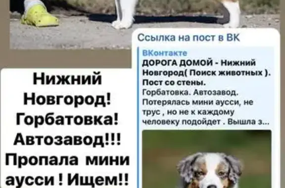 Пропала собака на Пролетарской, Нижний Новгород - photo