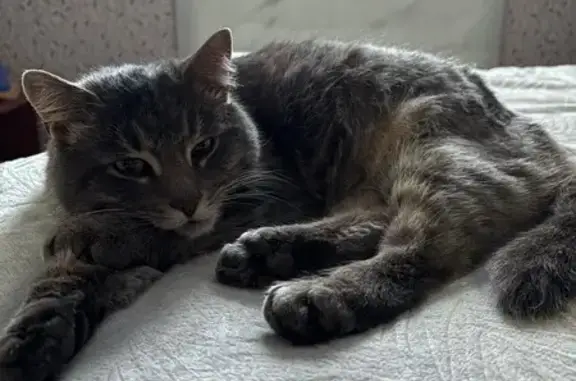 Объявления о пропавших и найденных животных, Бармино, фото: Кот найден: 2-й ул. Проулок, Бармино