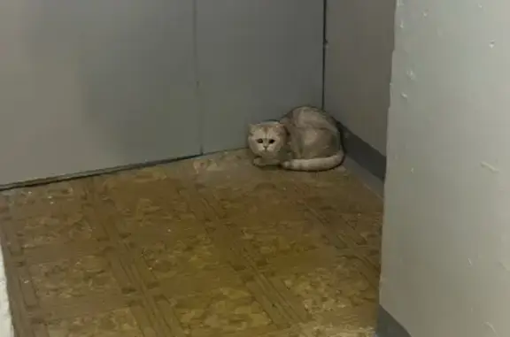 Найдена кошка, Самара, фото: Найдена белая кошка, пр. Ленина 16, Самара