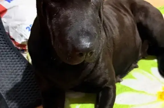 Найдена собака, Курган, фото: Найдена собака на ул. Достоевского, 70