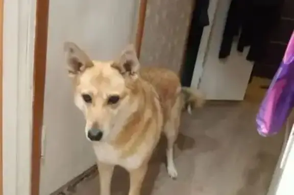 Пропала собака, Сергиев Посад, Углич - photo