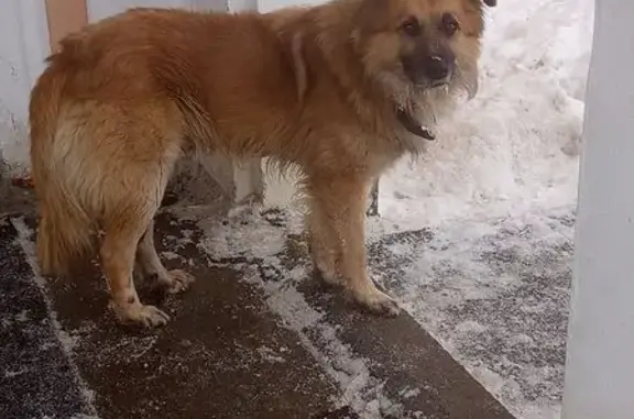 Найдена собака, Тула, фото: Найдена собака, ул. Кирова, Тула