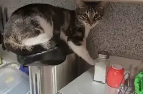 Пропала кошка, 2-я Брянская, 17, Смоленск - photo