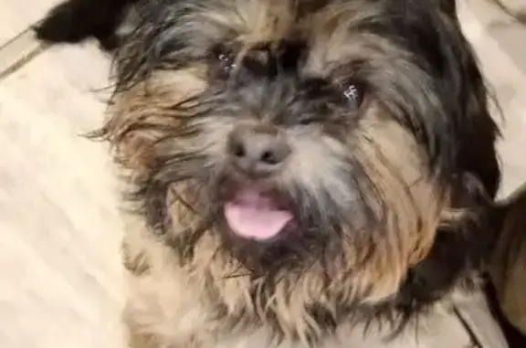 Найдена собака, Ступино, фото: Собака найдена, Колхозная ул., Ступино