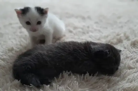 Кошки потеряшки, Абакан, фото: Потеряшка кошка, Абакан, Хакасия