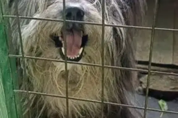 Собаки потеряшки, Тамбов, фото: Потеряшка собака, Лермонтовская 98, Тамбов