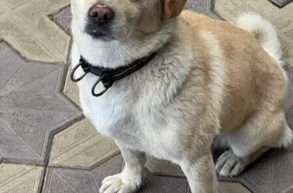 Собаки потеряшки, Майкоп, фото: Потеряшка собака на ул. 3 Интернационала, 1