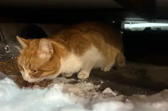 Найденные животные Тула, фото: Рыжий котик найден: Восточная ул., 2