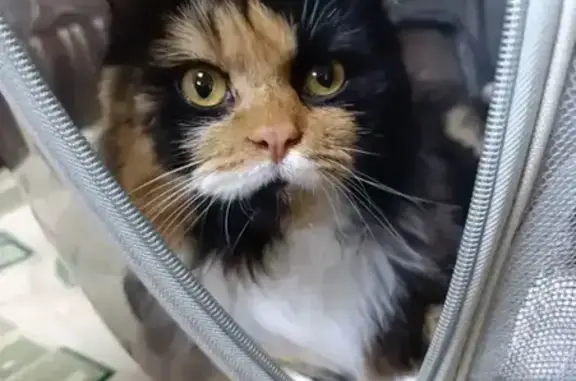 Найдена кошка, Портовая ул. 164В, Ростов-на-Дону - photo