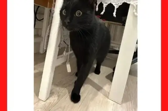 Найдена кошка, Отрадный, фото: Найдена кошка на Чернышевского, 15, Отрадный