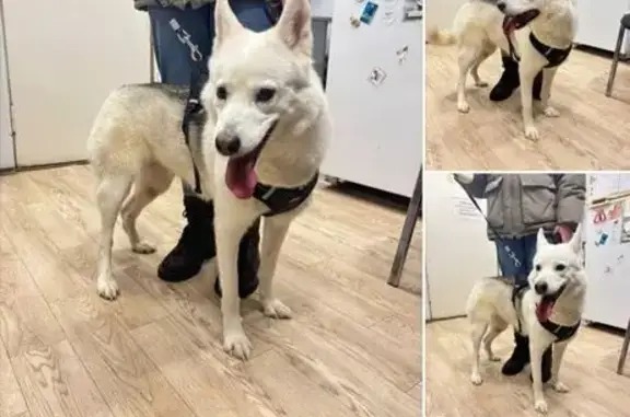 Найдена собака, Тула, фото: Найдена собака, ул. Др. Гумилевской, Тула