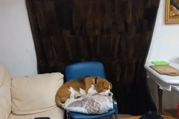 Пропал бигль на ул. Матросова, Ендовище - photo