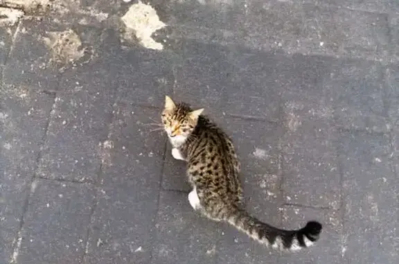 Найдена кошка, Мытищи, фото: Кошка найдена у Самоката, Юбилейная 4