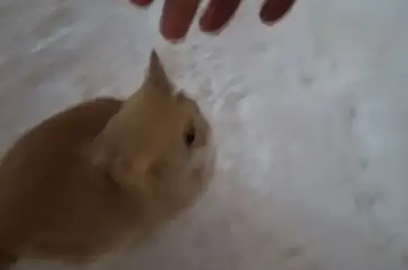 Найдена кошка, Калуга, фото: Кошка найдена на Пролетарской 159, Калуга