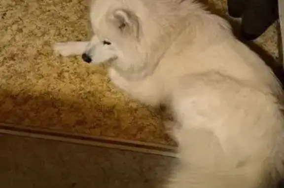 Найдена собака, Малаховское, фото: Найдена собака в Малаховском, Тула