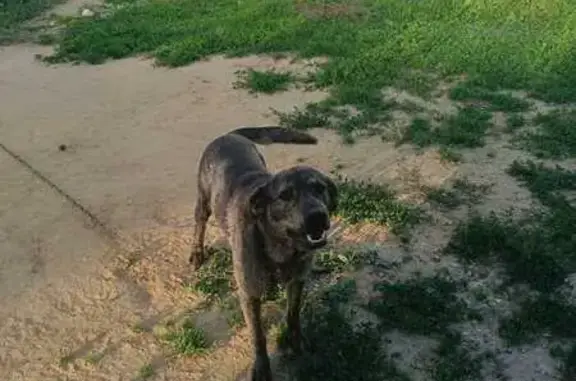 Собаки потеряшки, Булатниково, фото: Потеряшка собака, Булатниково, Центр. ул. 72/1