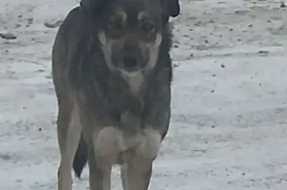 Найдена собака, Калинино, фото: Собака найдена у магазина в Калинино