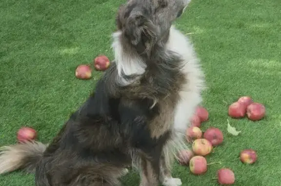 Пропала бордер колли, 3-й Линии, 152 - photo