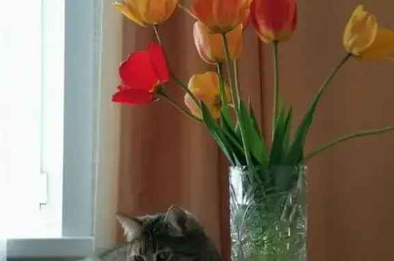 Пропала кошка, ул. Козуева, Суздаль - photo