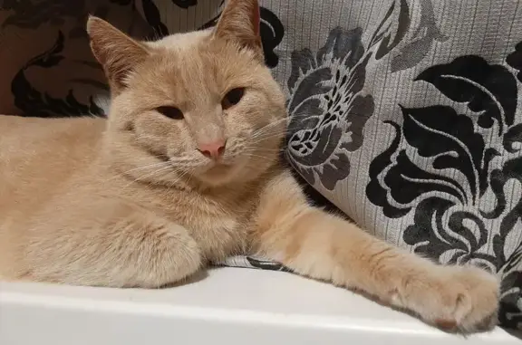 Пропала кошка, ул. 40 лет Октября, 15 - photo