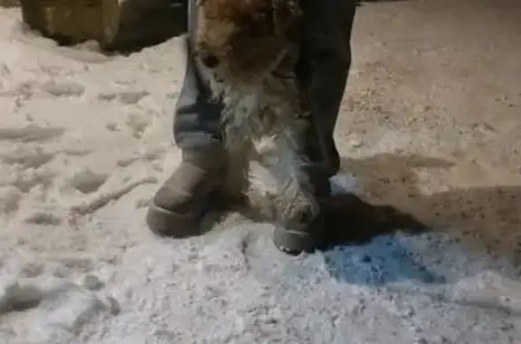 Найдена собака, Зеленогорск, фото: Собака найдена: Вокзальная ул., Зеленогорск