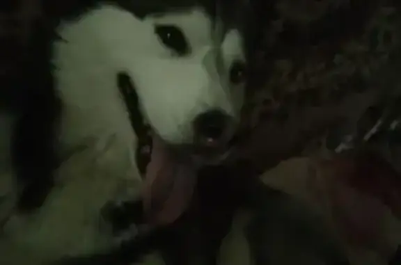 Найдена собака, Казань, фото: Найдена хаски, Беломорская 69, Казань