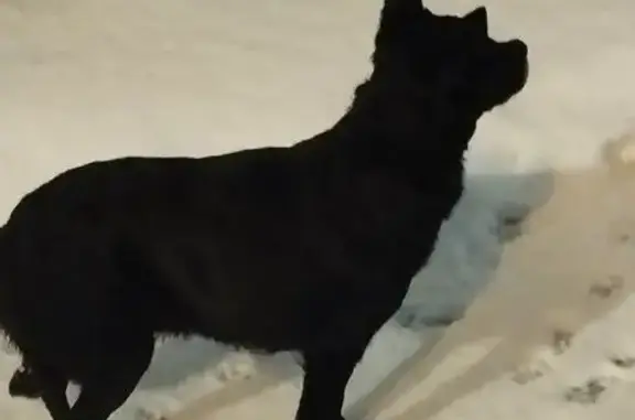 Найдена собака, Москва, фото: Найдена собака, Юрловский проезд 17, Москва