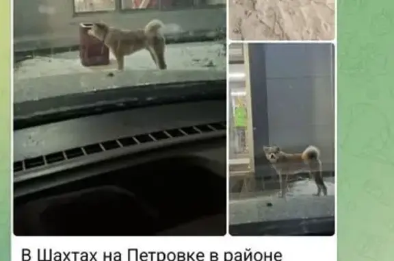 Найдена собака, Шахты, фото: Собака найдена: ул. Мировая Коммуна, 3Б