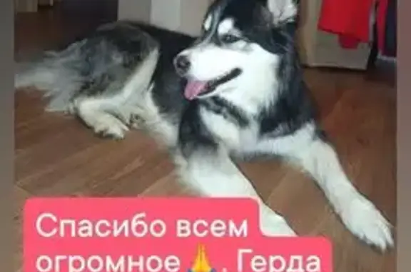 Найдена собака, Курск, фото: Собака найдена: Курск, Курская обл.