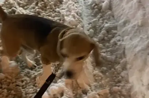 Найдена собака, Пенза, фото: Бигль найден на проспекте Строителей, 40