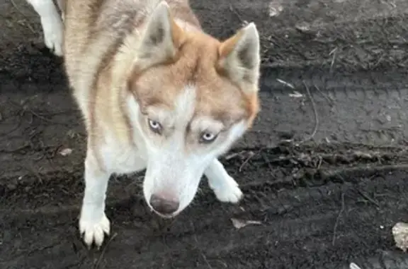 Найдена собака, Краснодар, фото: Найдена хаски, Цветочная ул., 8