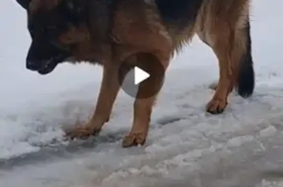 Найдена собака, Головинское, фото: Потерялась собака, Головинское с/п, Белгород 