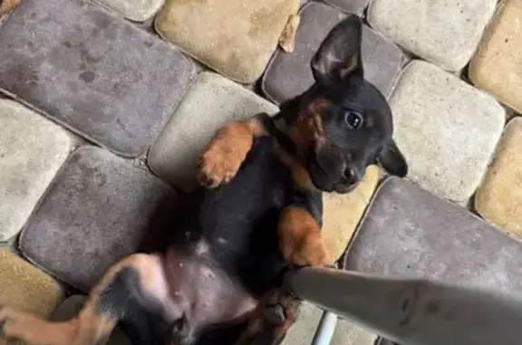 Пропала собака, 1-я Круговая, Ростов-на-Дону - photo