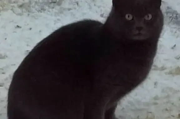 Кошка найдена на 5-й Кадышевской, 9, Казань - photo