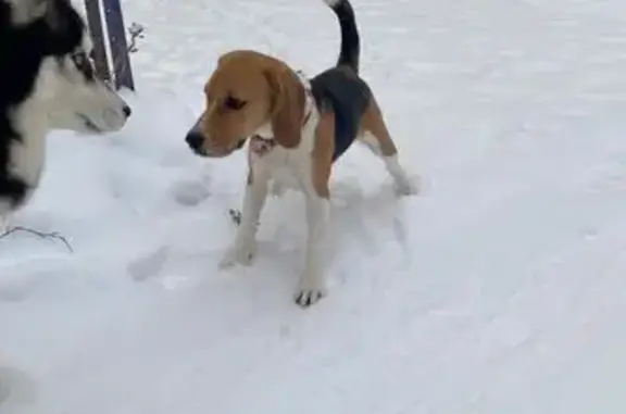 Найдена собака, Козельск, фото: Найдена собака в Козельске, Савхоз