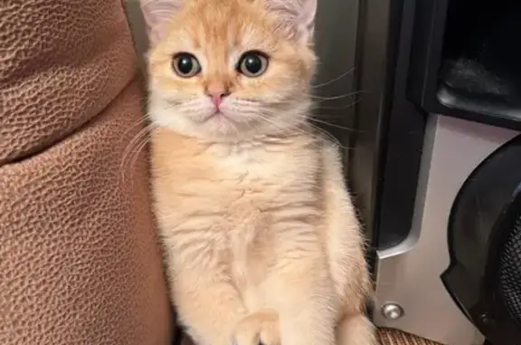 Пропала кошка на Шипиловской улице - photo
