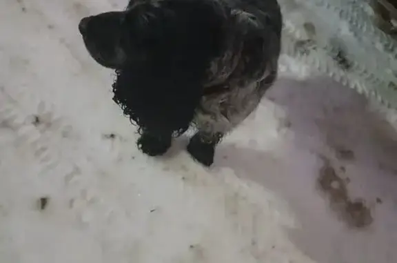 Найдена собака, Тамбов, фото: Собака найдена: Мичуринская 191Б, Тамбов