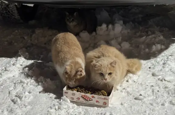 Найдена кошка, Тюмень, фото: Кошка найдена: Мельникайте 142, Тюмень