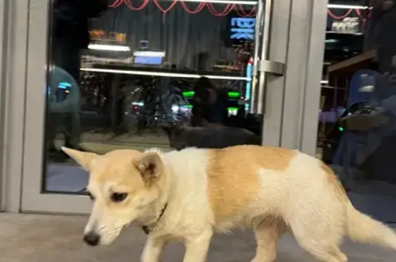 Найдена собака, Краснодар, фото: Собака найдена у «Библиотека кофе», Ставропольская 131