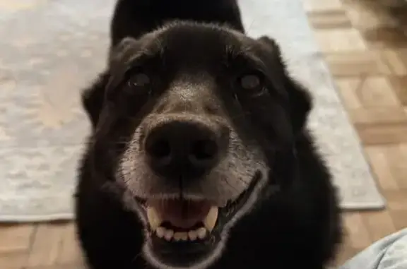 Пропала собака Дарина, МО, лес  - photo