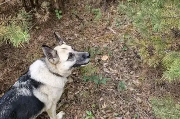 Пропала собака, Баклашинское с/п, Иркутск - photo