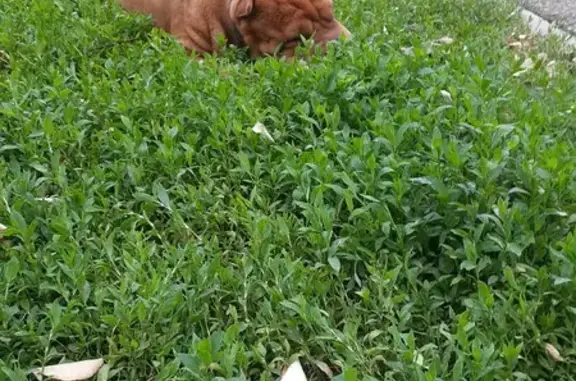 Пропала собака на ул. Яцкова, Краснодар - photo