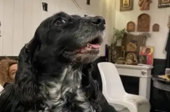 Пропала собака, Красных Партизан 14/1 - photo