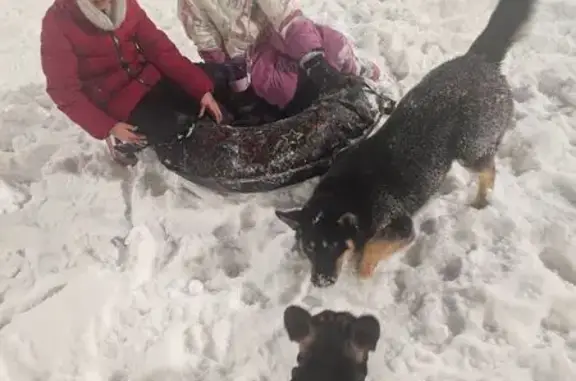 Найдена собака, Чехов, фото: Найдена черная собака, Земская ул., Чехов