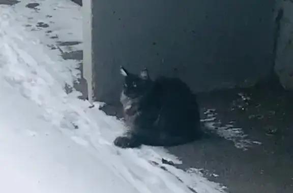 Найденные животные Самара, фото: Кошка найдена у подъезда, Ташкентская ул.