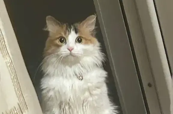 Пропала кошка, ул. МОПРА 15, Воронеж - photo