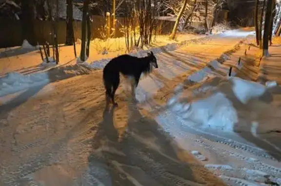 Найдена собака, Дрожжино, фото: Собака найдена: Южная ул., Дрожжино