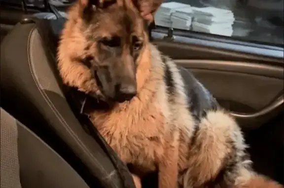 Пропала овчарка, Внуково, 58 - photo