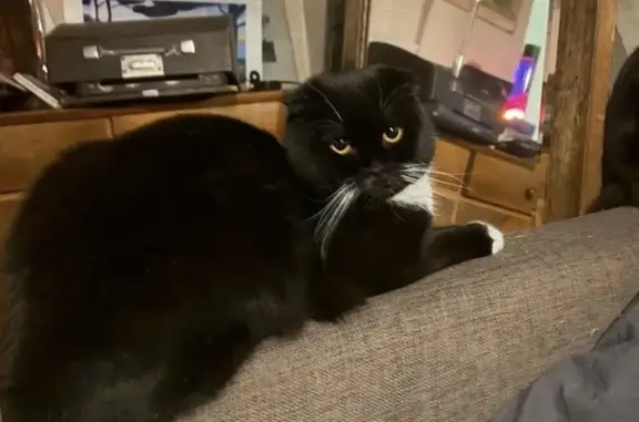 Кошки потеряшки, Санкт-Петербург, фото: Потеряшка кошка, Англ. пр., 21/60Б, СПб