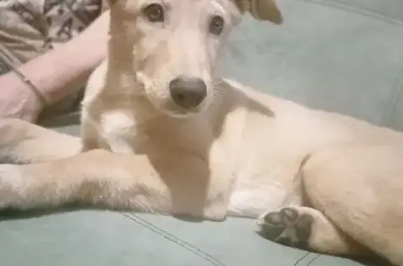 Пропала собака, Набережная ул., Красный Яр - photo